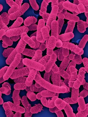 Lactobacillus Acidophilus NCFM